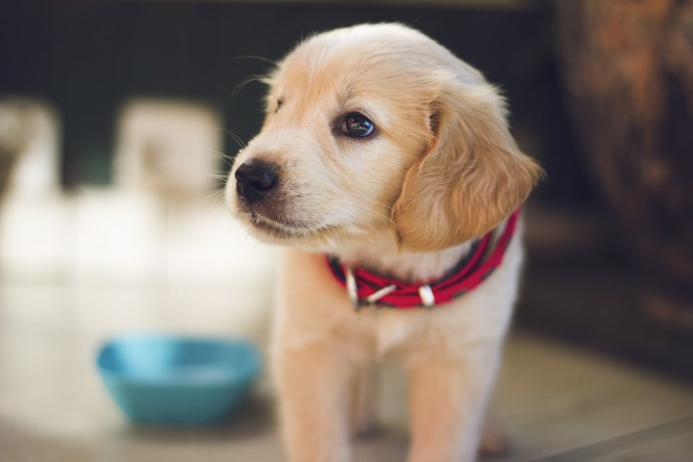 Making Your Kitchen Pet Friendly